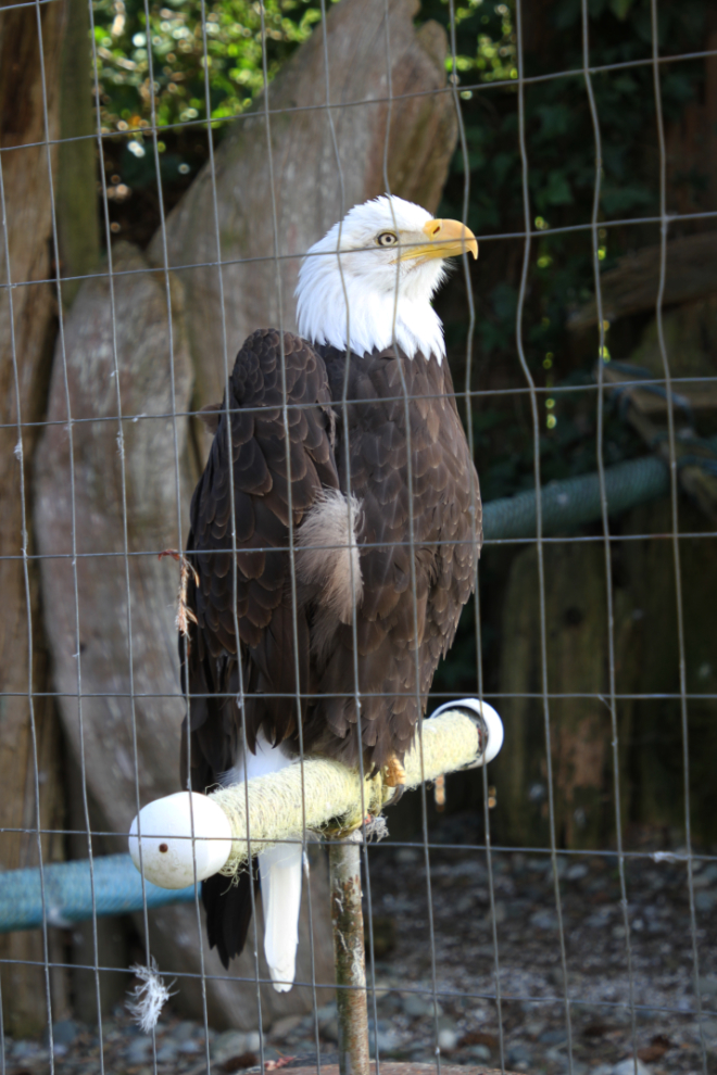 Bald eagle at the North Island Wildlife Recovery Centre, Vancouver Island