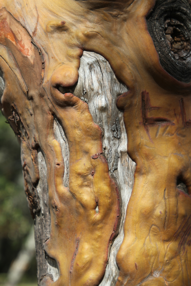 Arbutus tree in BC