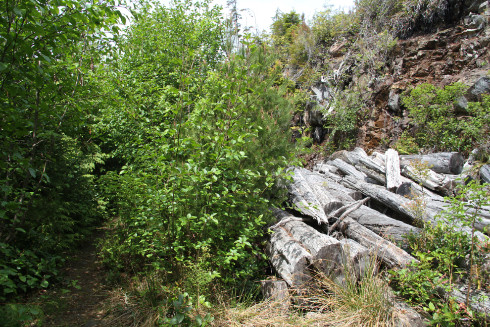 Logging waste. Hiking to the crash site of RAF 'Dakota 576' near Port Hardy, BC