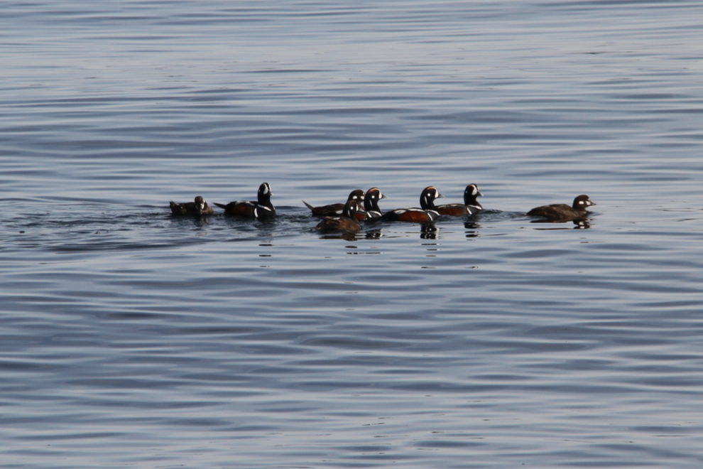 Duck-Like Birds at Port McNeill, BC