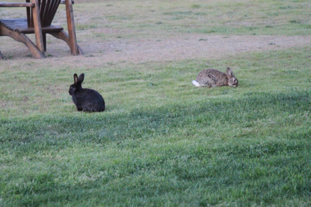 Rabbits at the Seaview Beach Resort at Qualicum Beach, BC