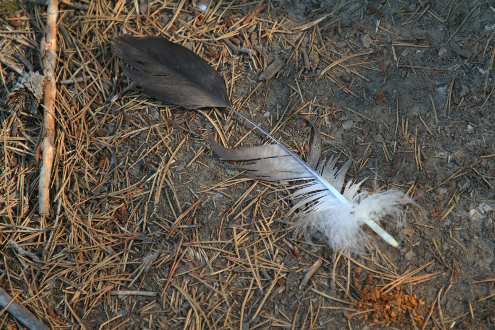 Bald eagle feather along Rabbit's Foot Canyon in Whitehorse