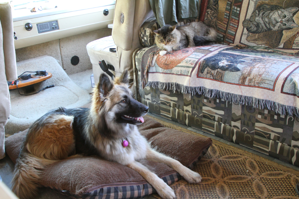 Rosie the dog and Molly the cat in the RV
