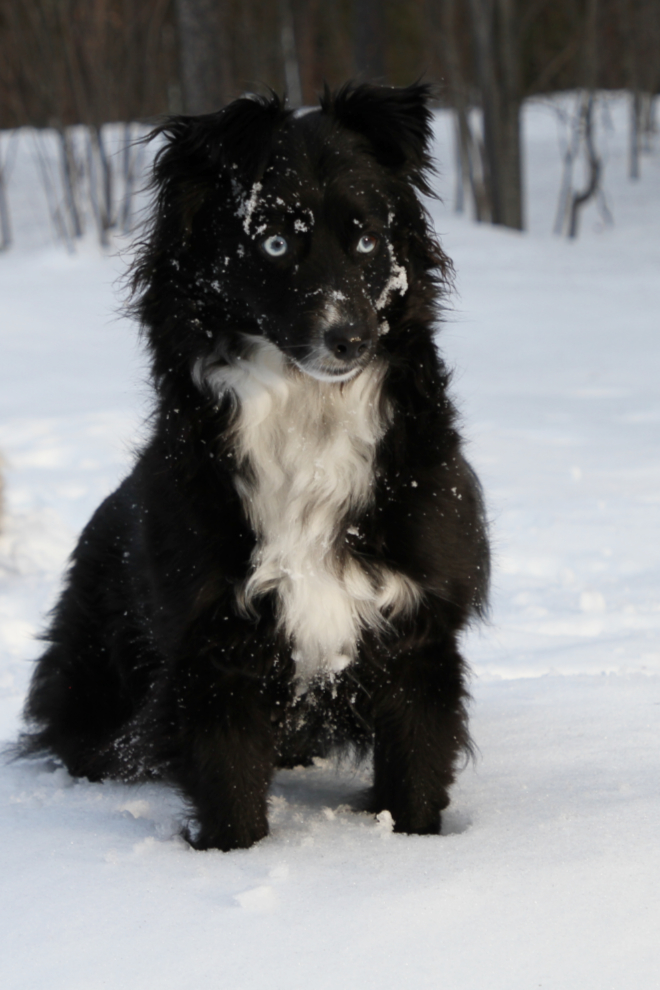 Our rescue dog Tucker