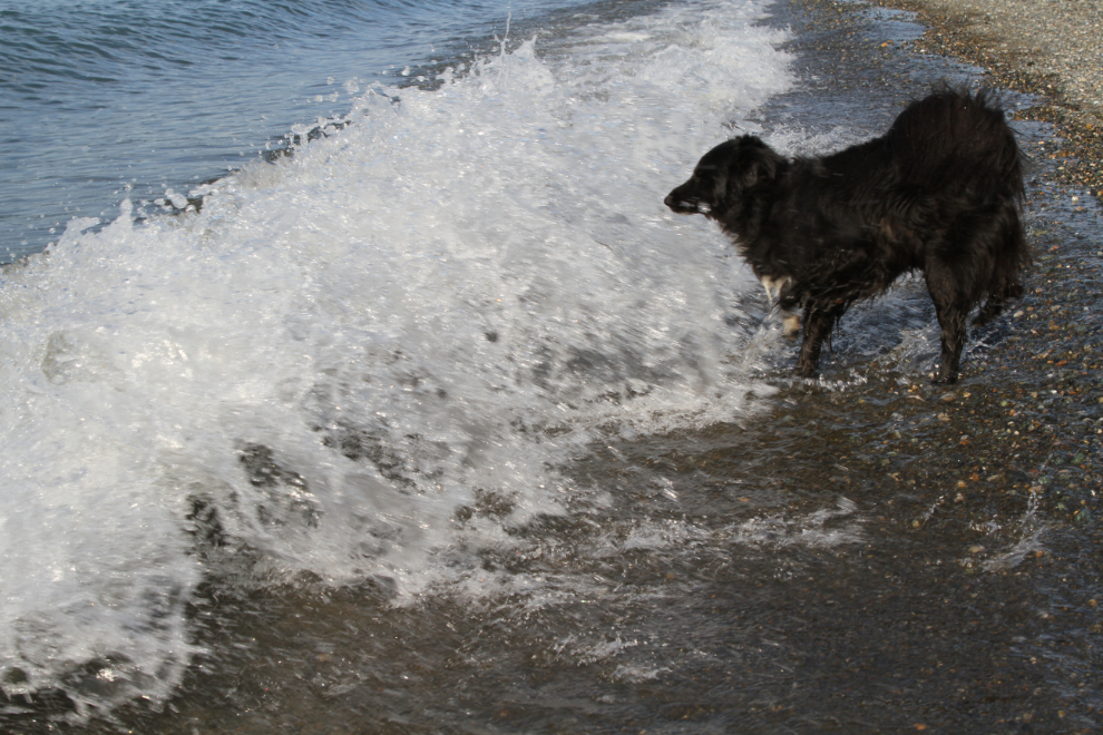 Playing ball in the surf with my dog at Kluane Lake, Yukon