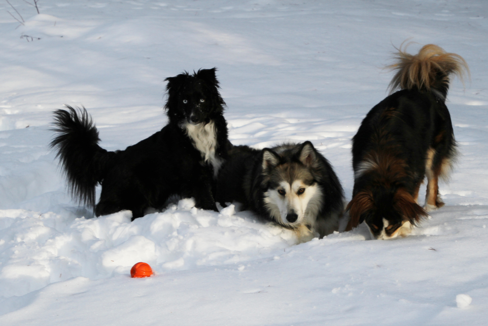Our rescue dogs Tucker, Bella, and Granite