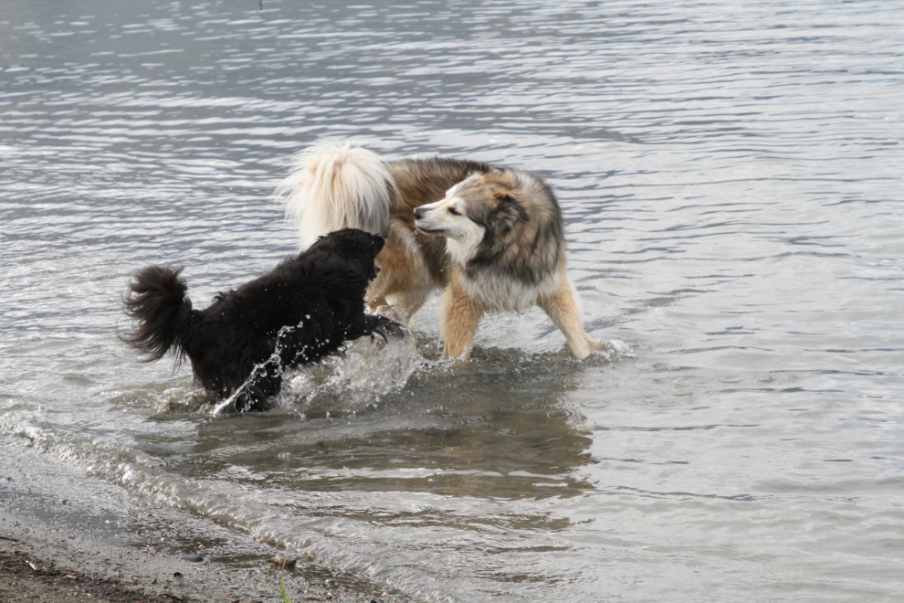 Dogs playing on the beach of Kluane Lake, Yukon