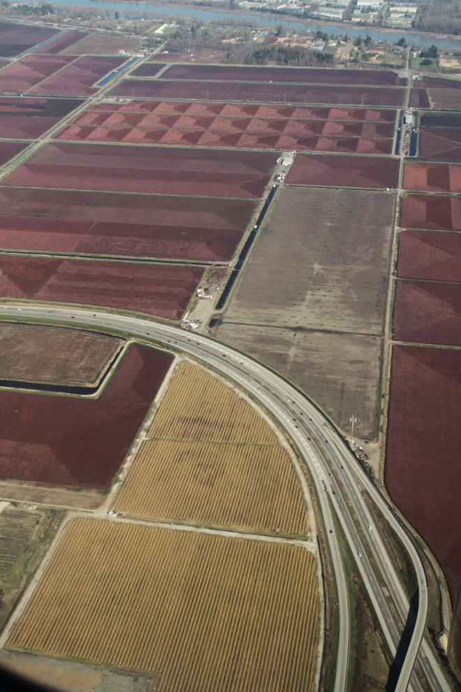 Aerial view of cranberry fields at Richmond, BC
