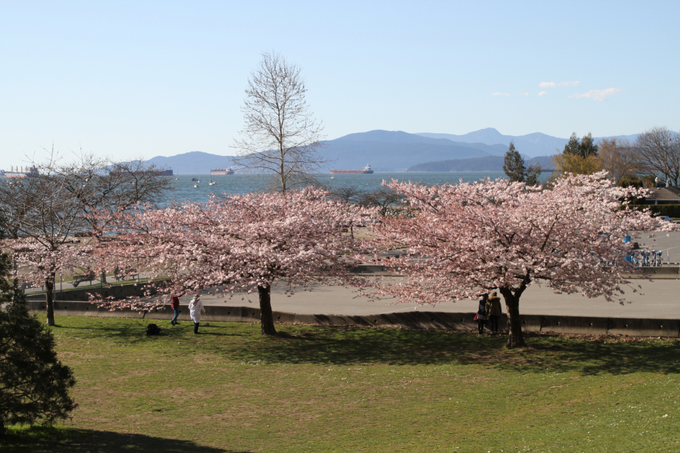 Cherry blossoms in Vancouver, BC