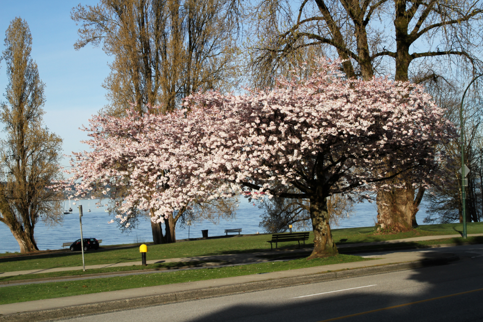 Cherry blossoms in Vancouver, BC