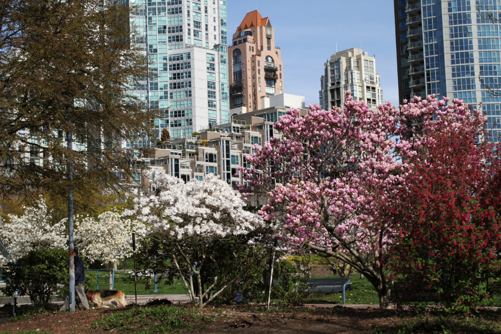 Spring blossoms in Vancouver, BC