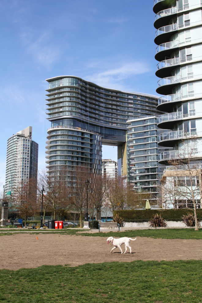A leash-free dog park in Vancouver, BC