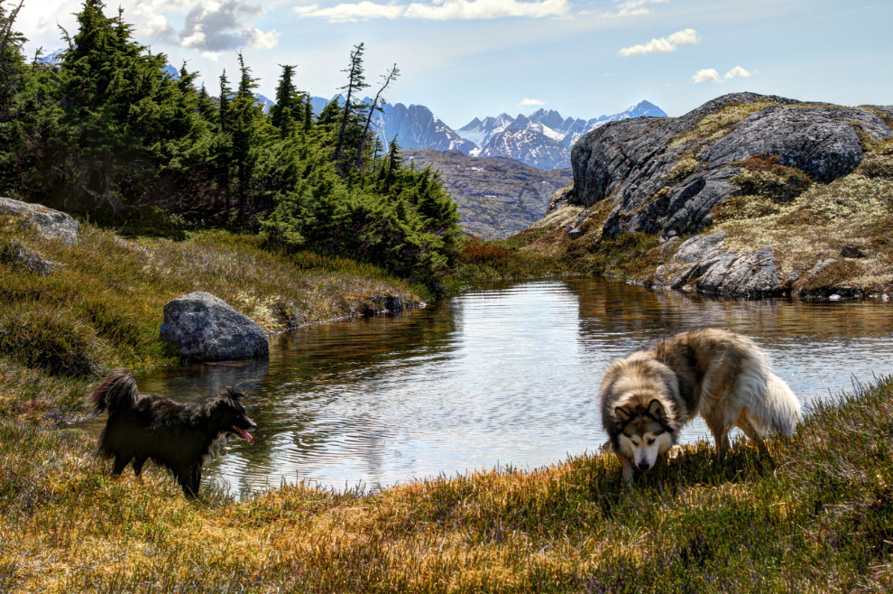Hiking with dogs in the White Pass