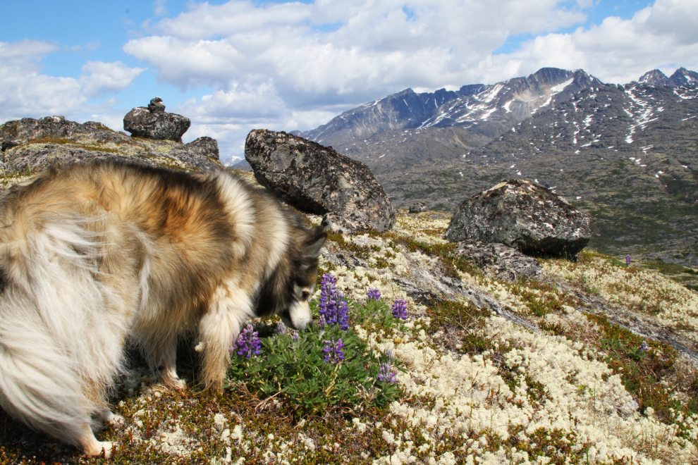 Stopping to smell the flowers in the White Pass.