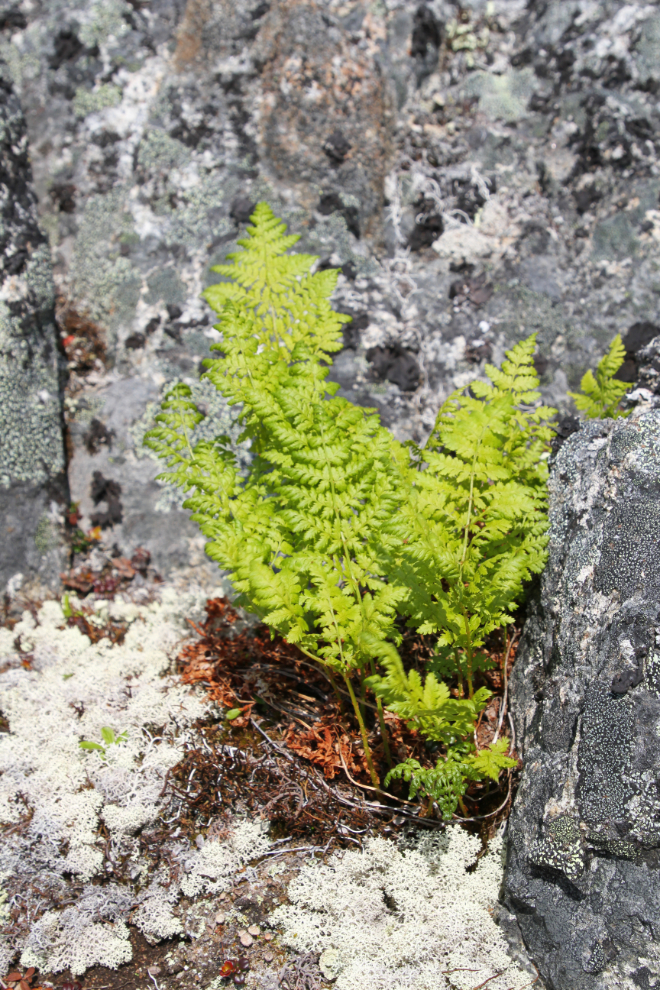 A fern in the high alpine in the White Pass
