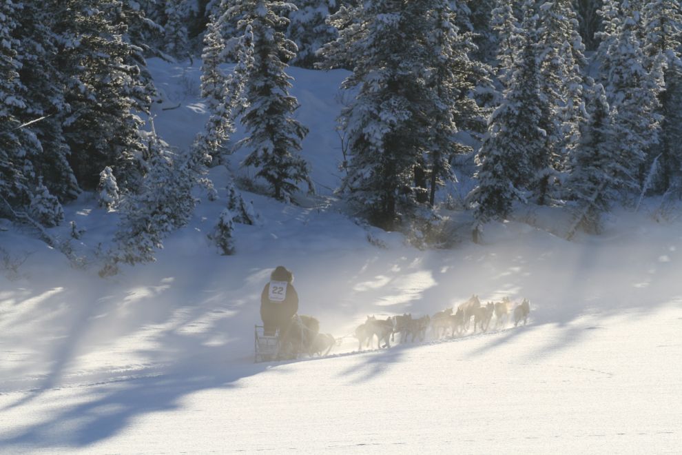 Chase Tingle, bib #22, Yukon Quest 2019 sled dog race