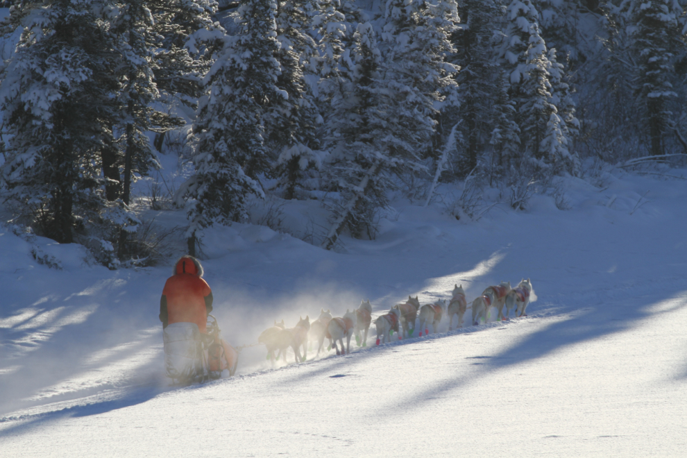 Rob Cooke, bib #30, Yukon Quest 2019 sled dog race