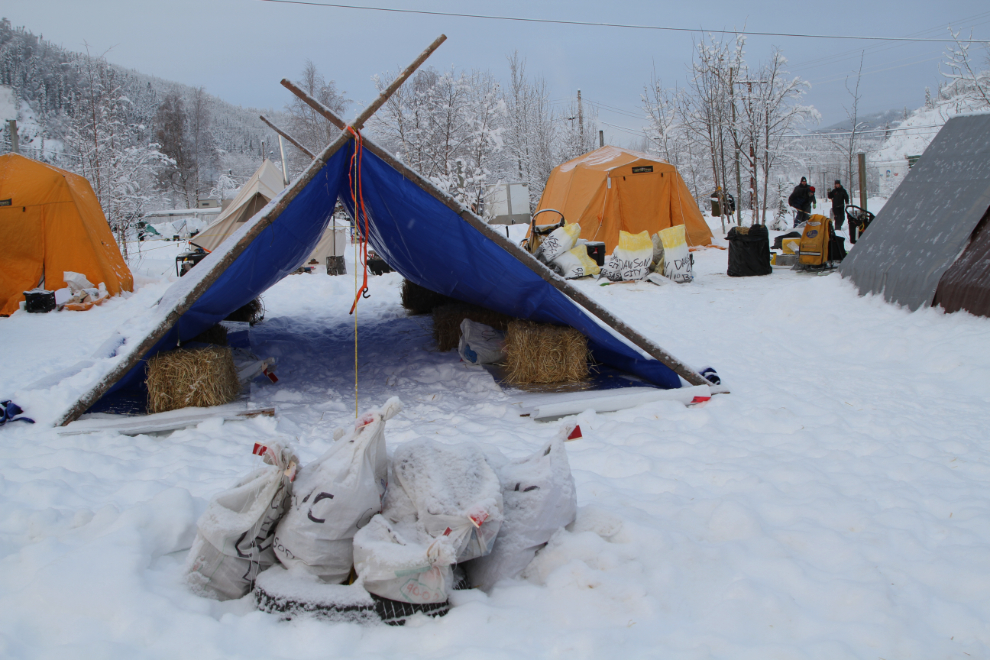Yukon Quest 2019 in Dawson City