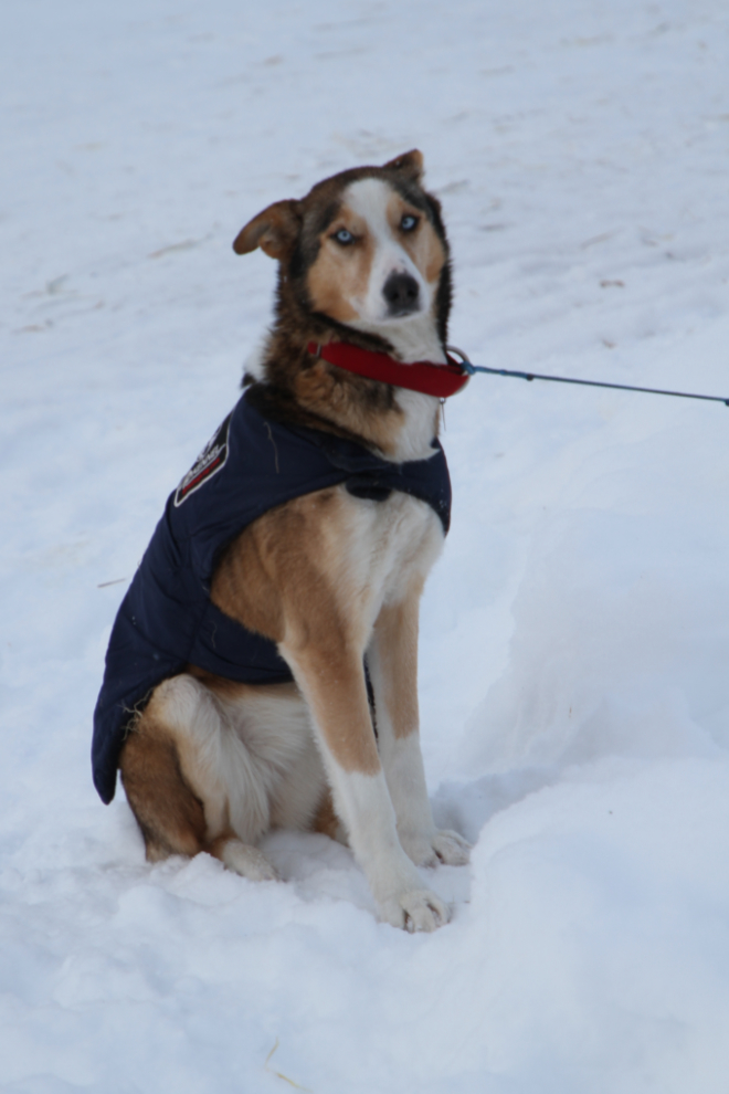 One of Allen Moore's dogs in Yukon Quest 2019 in Dawson City
