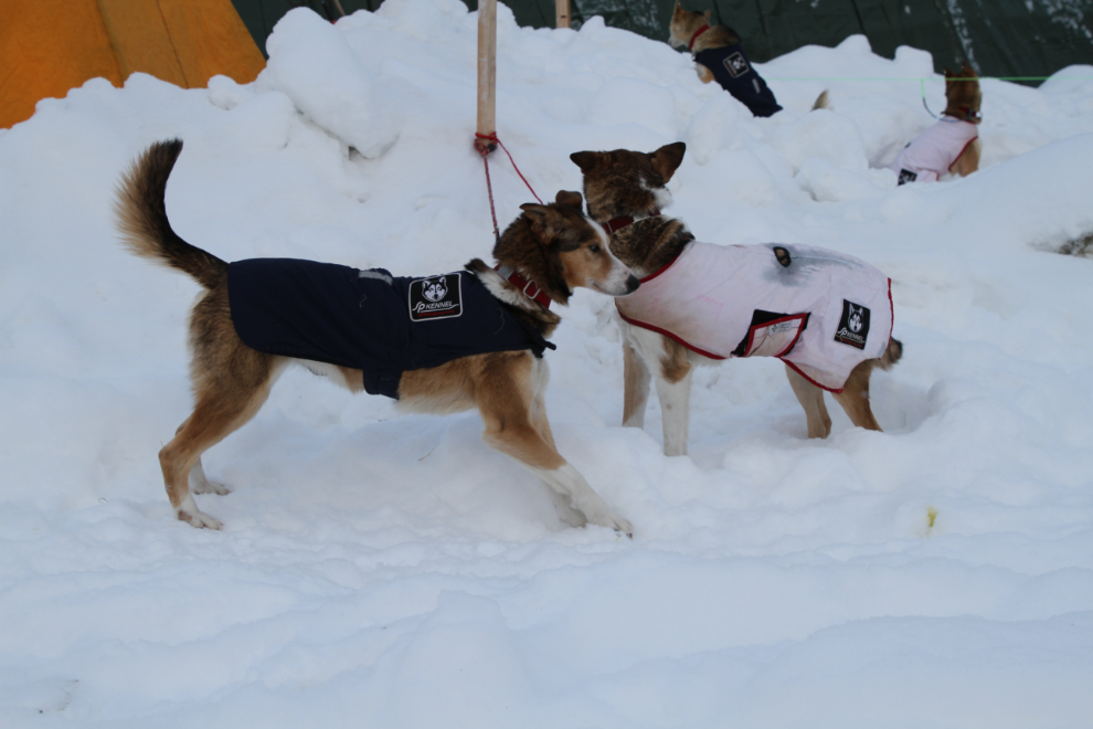 Two of Allen Moore's Yukon Quest 2019 dogs in Dawson City