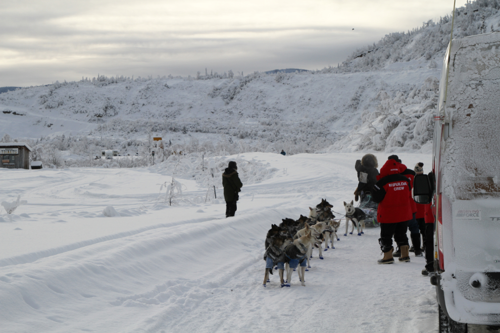 Chase Tingle in the Yukon Quest 2019 in Dawson City