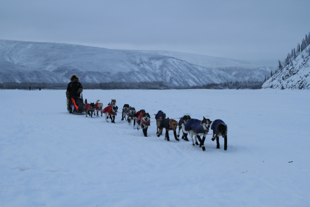 Swedish musher Torsten Kohnert, Yukon Quest 2019 in Dawson City