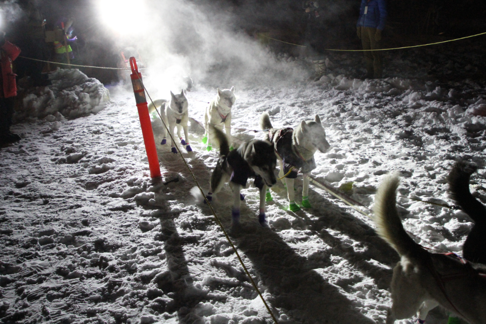 Yukon Quest Sled Dog Race 2019