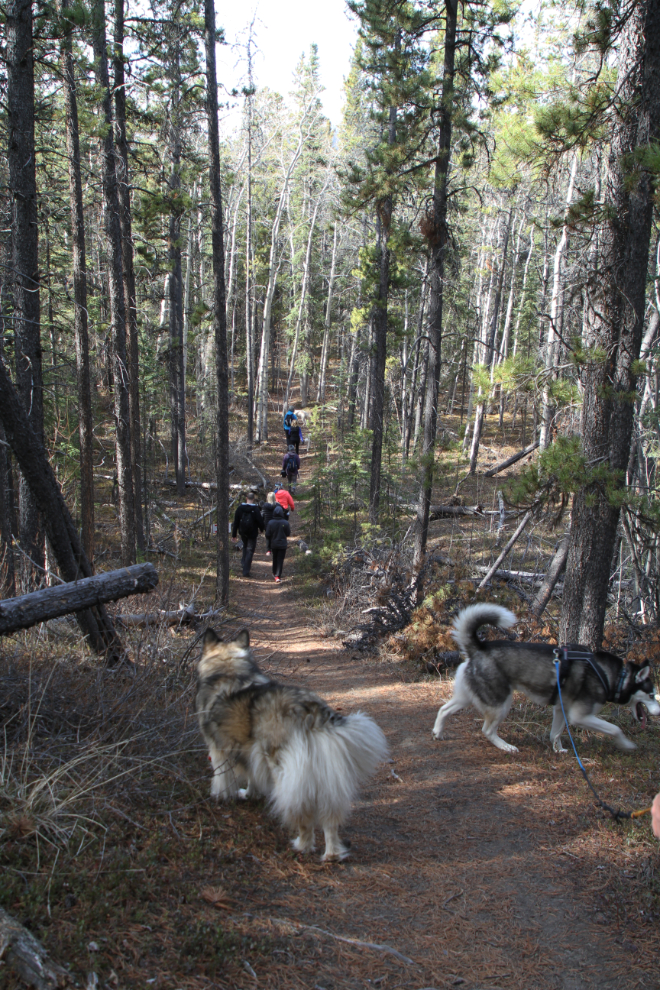 Log Trail at Whitehorse, Yukon