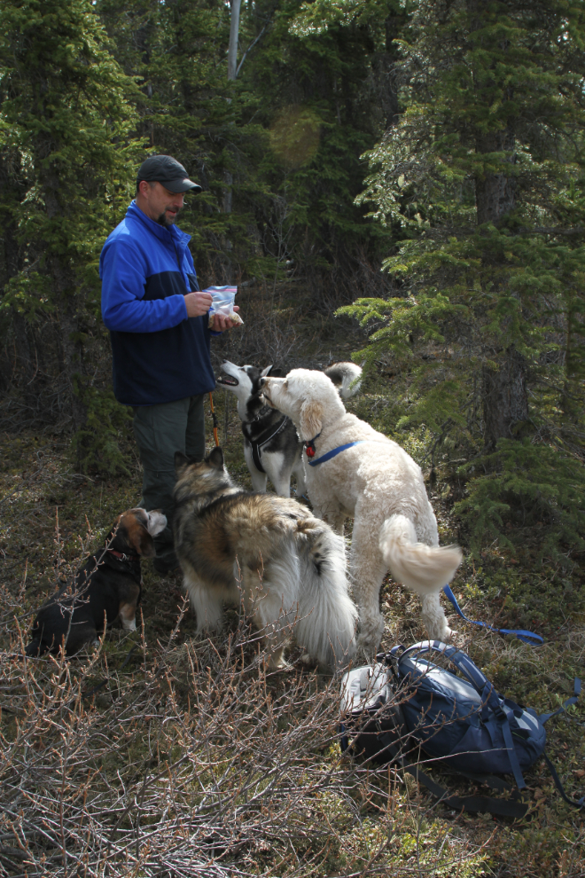 Dogs on the Yukon River Trail East at Whitehorse, Yukon