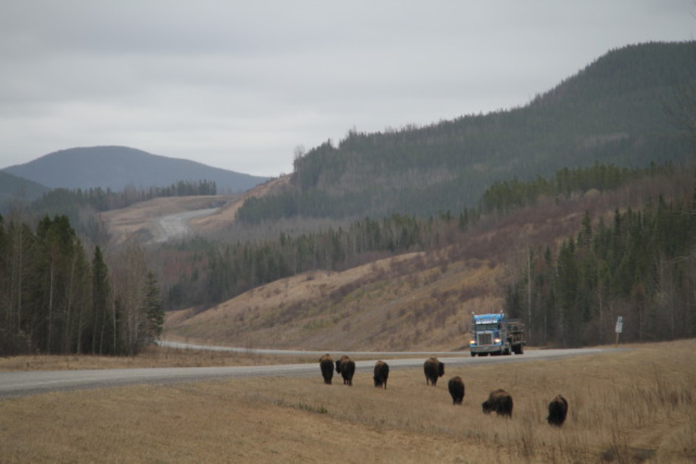 Bison along the Alaska Highway