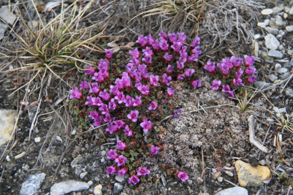 Flowers along Muncho Lake, BC