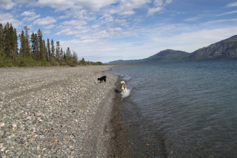 The beach of Kluane Lake