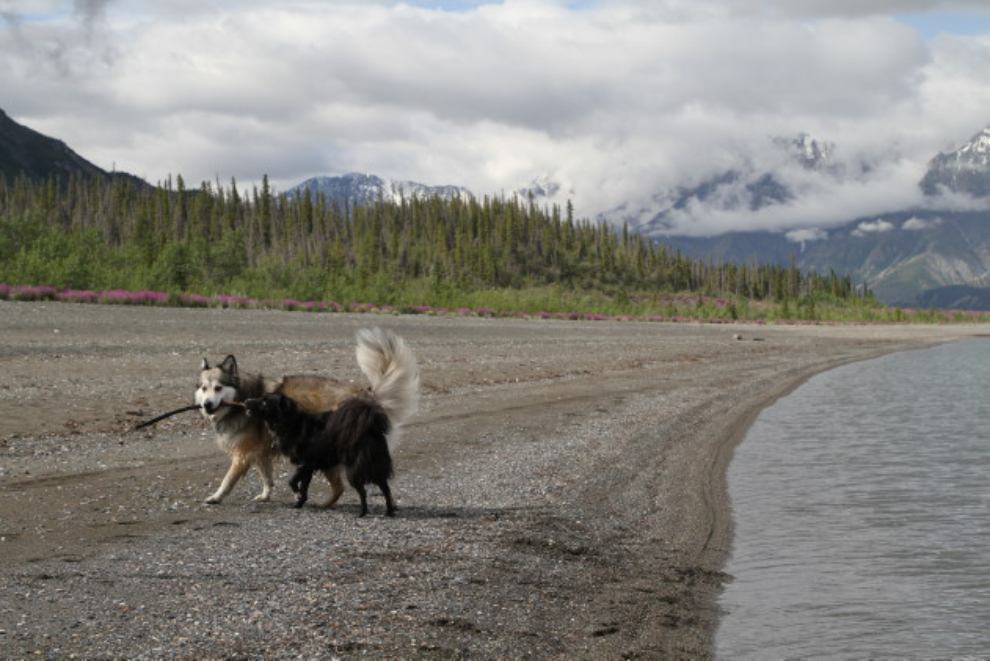 Dogs playing at Kluane Lake, Yukon