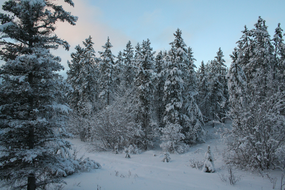 The view from our bedroom in rural Whitehorse, 2007