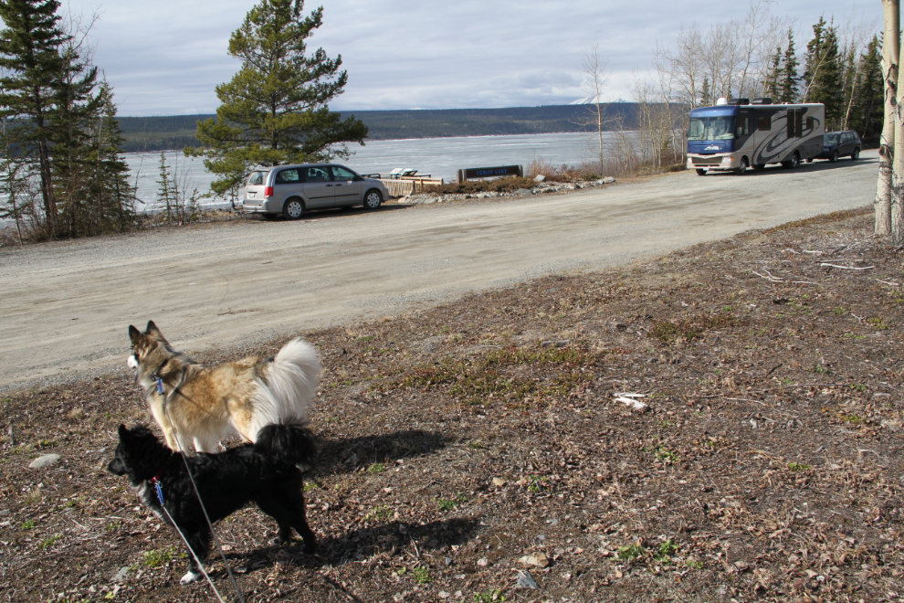 Dogs at Teslin Lake viewpoint