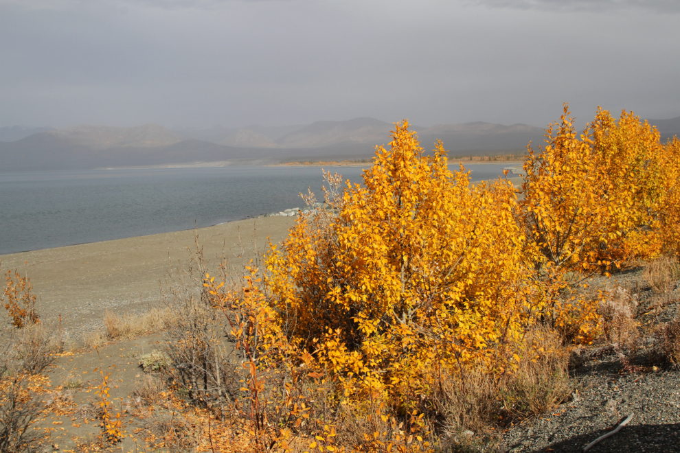 Fall colours along Kluane Lake, Yukon