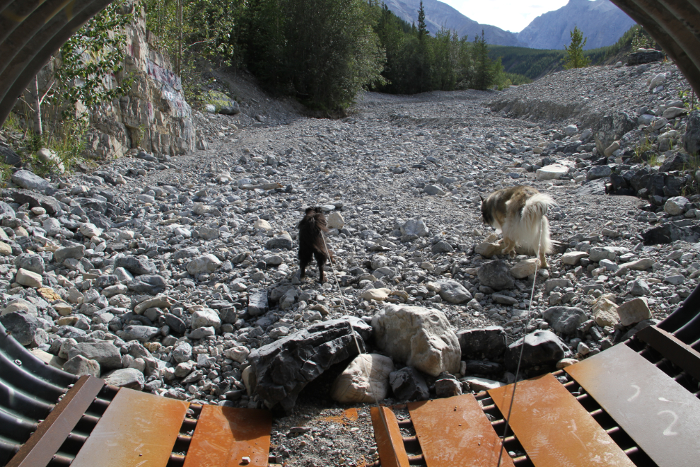Dogs coming out of a highway culvert in Muncho Lake Provincial Park, BC