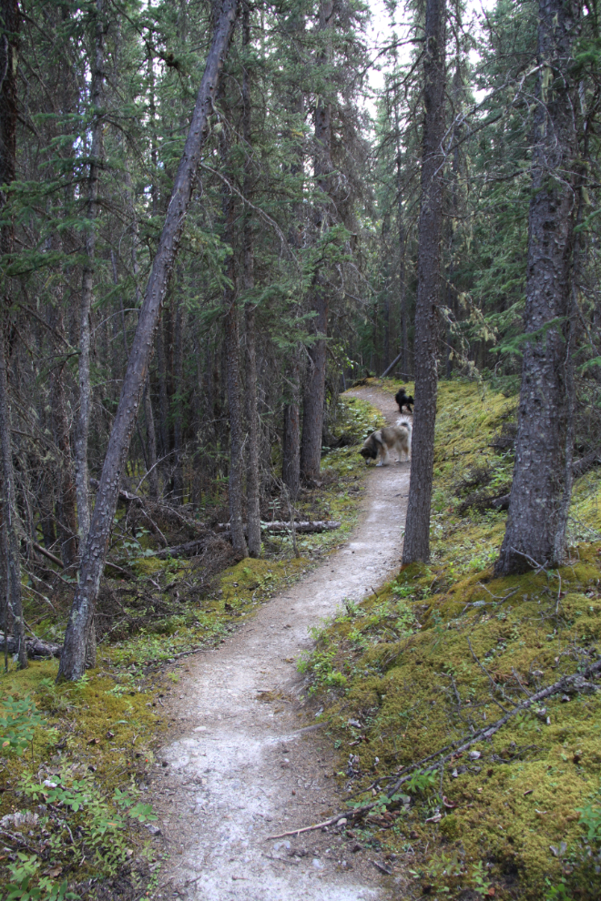 Salt Lick Trail, Muncho Lake Provincial Park, BC