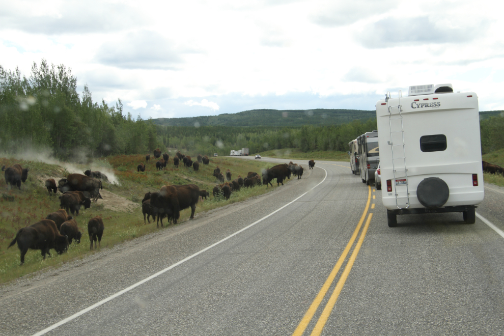 A large herd of bison along the Alaska Highway