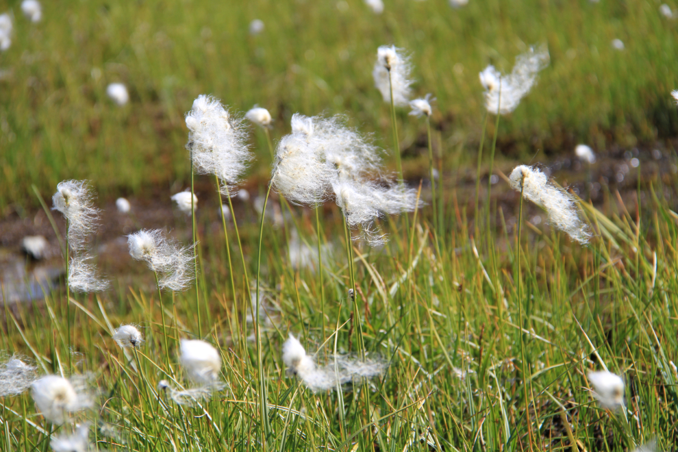 Arctic cotton grass near Paddy Peak, BC / Yukon border