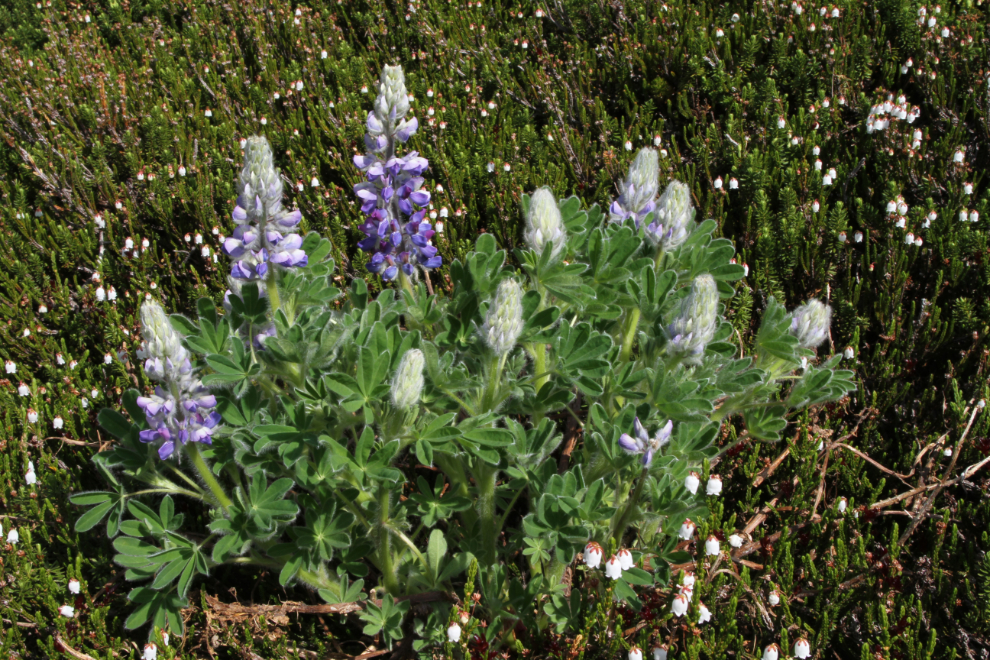 Arctic lupine (Lupinus arcticus) on the International Falls Trail in the White Pass