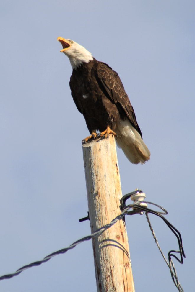 Bald eagle in Atlin, BC