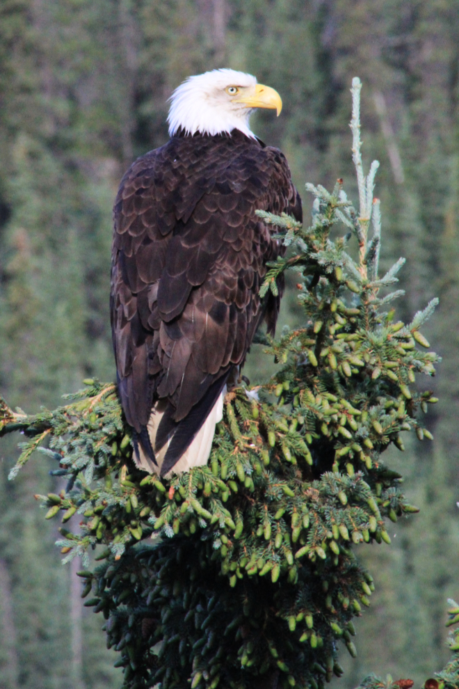 Adult female bald eagle along the Yukon River