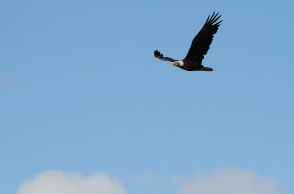 Bald eagle patrolling Kluane Lake, Yukon