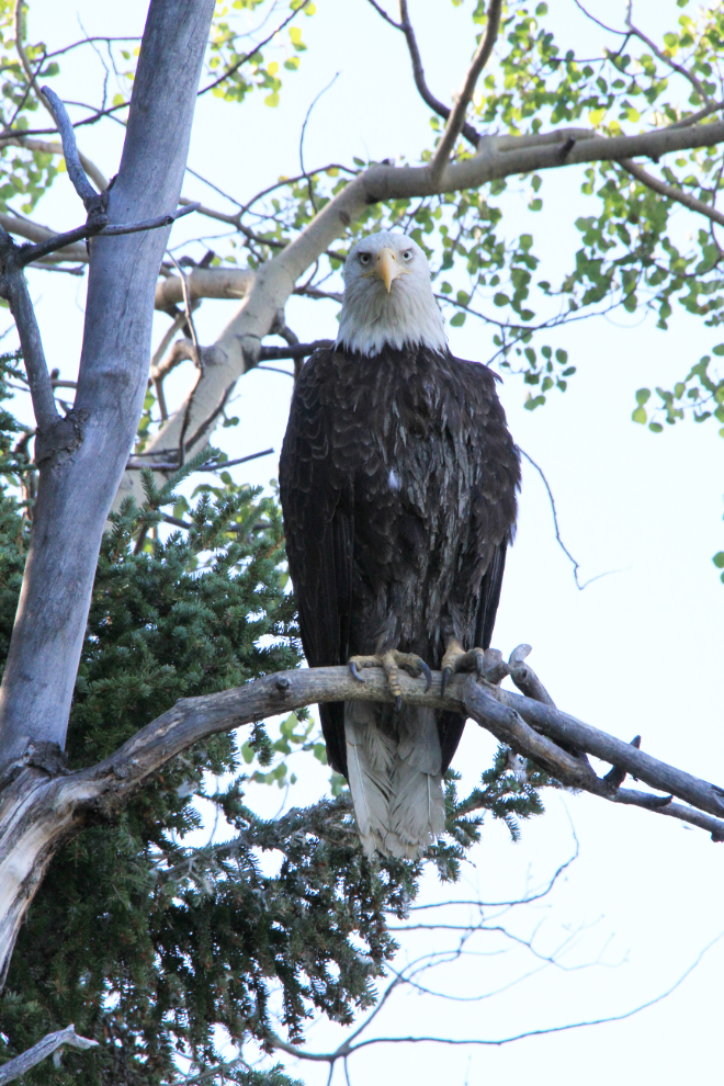 Adult male bald eagle along the Yukon River