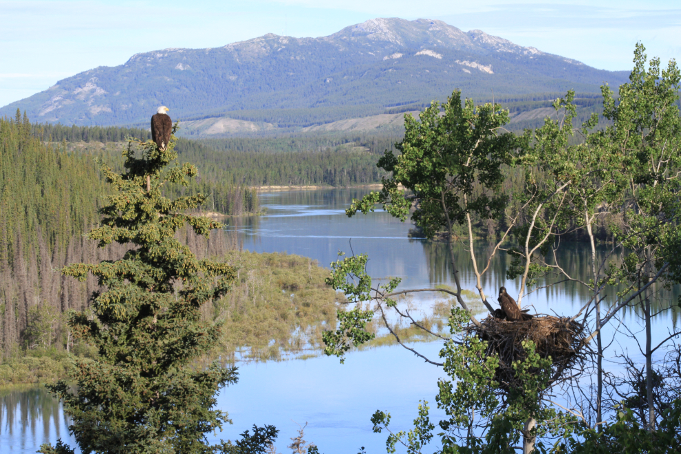 Bald eagle nest along the Yukon River