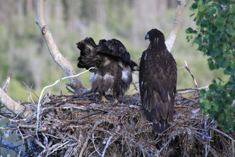Juvenile bald eagle defecation