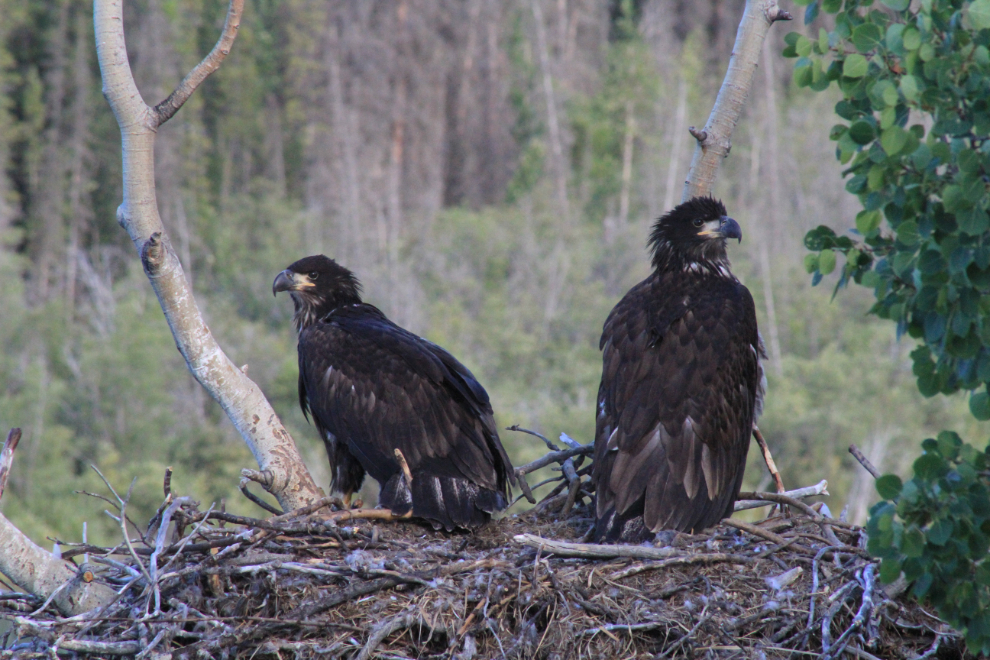 Juvenile bald eagles in the Yukon