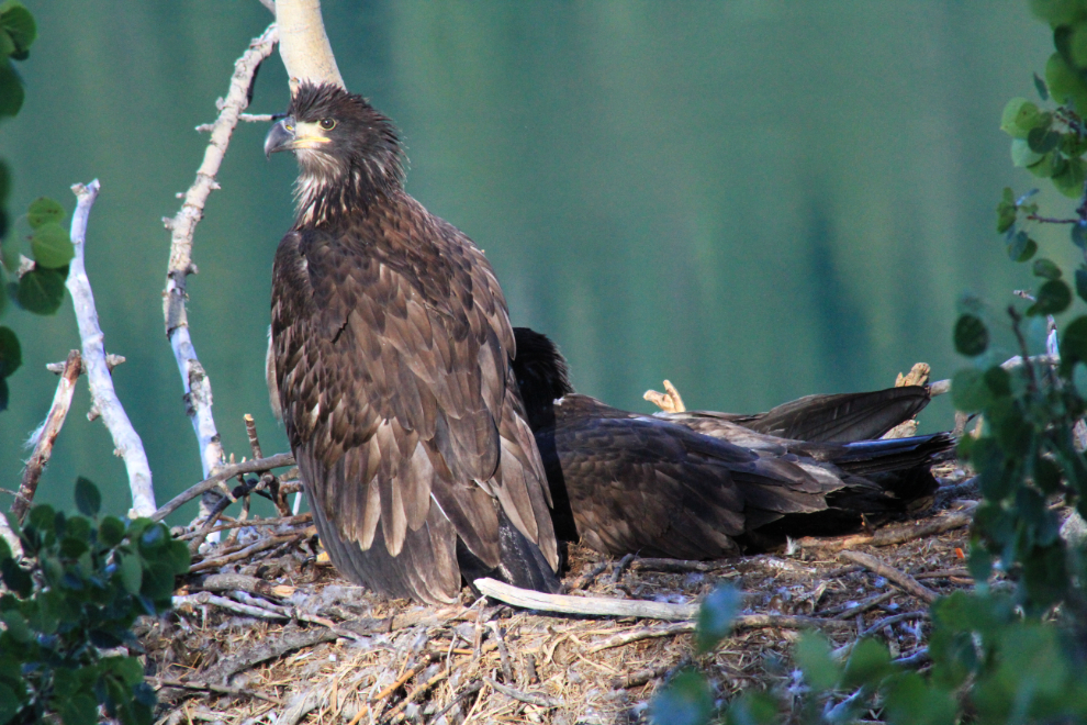 Juvenile bald eagles in the Yukon