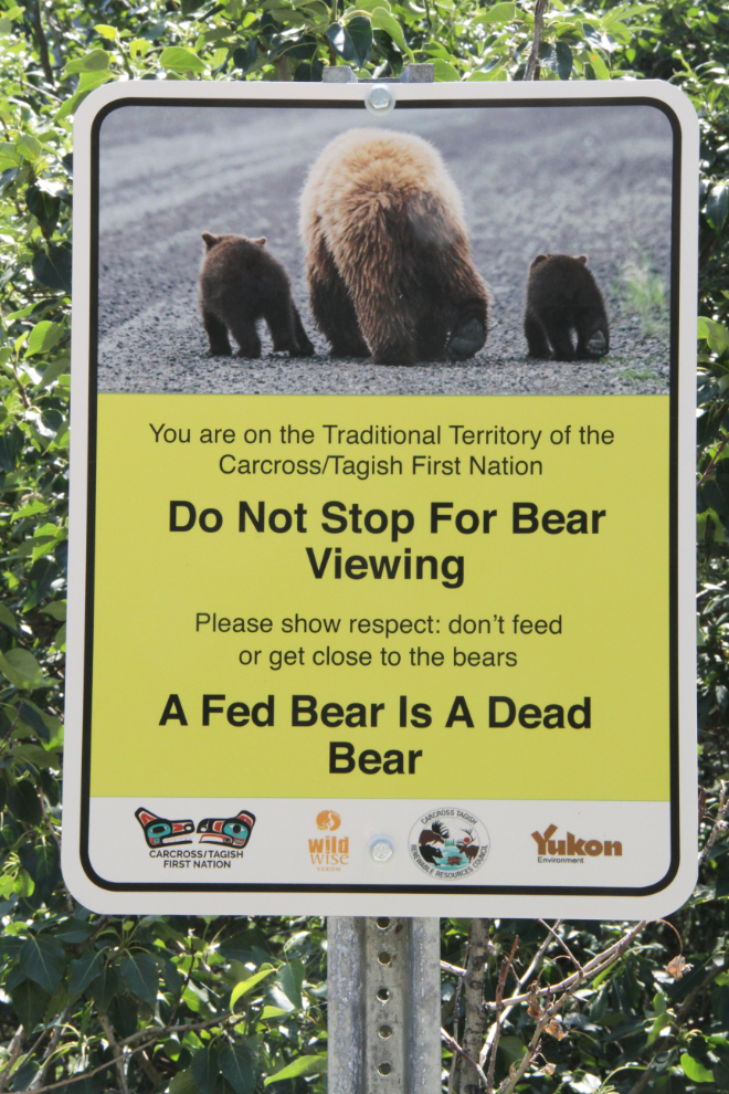 Do Not Stop for Bear Viewing in the Yukon